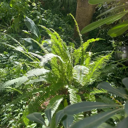 Bed and breakfast Il Fico Storto