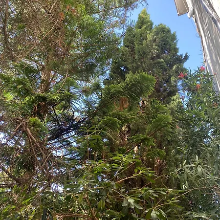 Il Fico Storto Bed and breakfast Pollena Trocchia