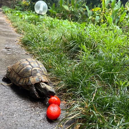 Il Fico Storto Bed and breakfast